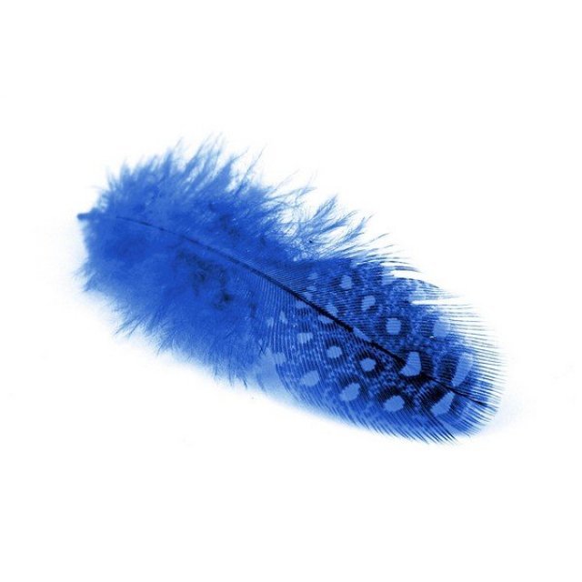 Parelhoen veren 24 stuks, 6 tot 8 cm lang in de kleur blauw. Geschikt vanaf 3+.