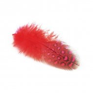 Veren Rood Parelhoen 6-8 cm 24 stuks
